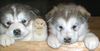 Alaskan Malamute Foto: Ace (ID 11597) Alaskan Malamute Hund