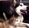 Alaskan Malamute Foto: Ace (ID 11598) Alaskan Malamute Hund