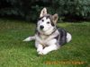 Alaskan Malamute Hund