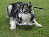Alaskan Malamute Foto: Apach 9 monaten alt (ID 20663) Alaskan Malamute Hund