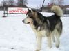 Alaskan Malamute Foto: vater und tochter (ID 16378) Alaskan Malamute Hund