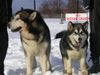 Alaskan Malamute Foto: vater und tochter (ID 16377) Alaskan Malamute Hund