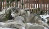 Alaskan Malamute Foto: Hat er mich schon gesehen? (ID 13139) Alaskan Malamute Hund