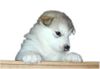 Alaskan Malamute Foto: alaskan malamute baby chellakani (ID 17721) Alaskan Malamute Hund