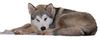 Alaskan Malamute Foto: alaskan malamute chella (ID 17724) Alaskan Malamute Hund