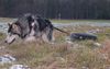 Alaskan Malamute Foto: alaskan malamute yukom beim krafttraining (ID 17723) Alaskan Malamute Hund