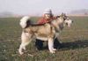Alaskan Malamute Foto: Dr Watson (ID 18567) Alaskan Malamute Hund