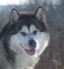 Alaskan Malamute Hund