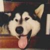 Alaskan Malamute Foto: Mein süßer Alaskan Malamute Happy :-) (ID 7346) Alaskan Malamute Hund
