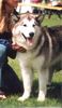Alaskan Malamute Foto: Sausimayok Kennel (ID 4672) Alaskan Malamute Hund