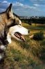 Alaskan Malamute Foto: Ariadna Legenda Polnocy PL (ID 12704) Alaskan Malamute Hund