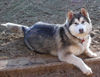 Alaskan Malamute Hund