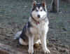 Alaskan Malamute Hund