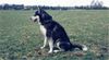 Alaskan Malamute Foto: Bisha Gee ze Snieznych Przestrzeni (ID 9069) Alaskan Malamute Hund