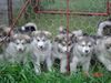 Alaskan Malamute Foto: Alaskan Malamute Welpen (ID 16376) Alaskan Malamute Hund