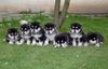 Alaskan Malamute Foto: Sieben kleine Negerknaben... (ID 7111) Alaskan Malamute Hund