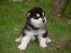 Alaskan Malamute Foto: Ich bin der Chef und wer ist mehr?... (ID 6243) Alaskan Malamute Hund