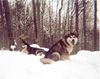 Alaskan Malamute Foto: Bisha Gee & Dr Watson (ID 18566) Alaskan Malamute Hund