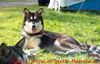 Alaskan Malamute Hund