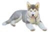 Alaskan Malamute Foto: alaskan malamute baby yukon (ID 17722) Alaskan Malamute Hund