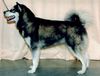 Alaskan Malamute Foto: Inuyak Alaskan Malamutes (ID 3644) Alaskan Malamute Hund