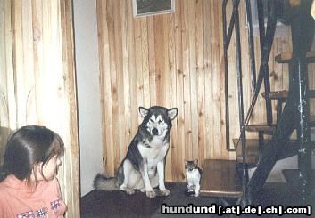 Alaskan Malamute Hunde Foto 9703 Alaskan Malamute dog & cat