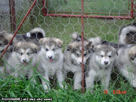 Alaskan Malamute Hunde Foto 16376 in höherer Auflösung ansehen Alaskan Malamute Alaskan Malamute Welpen