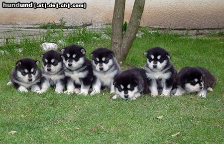 Alaskan Malamute Hunde Foto 7111 Alaskan Malamute Sieben kleine Negerknaben...