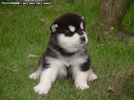 Alaskan Malamute Hunde Foto 6243 Alaskan Malamute Ich bin der Chef und wer ist mehr?...