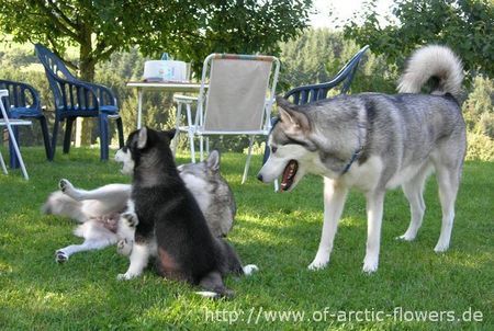 Alaskan Malamute Biisaiyoyaq Sheena of Arctic Flowers