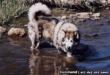 Alaskan Malamute Hunde Foto 11596 Alaskan Malamute Ace