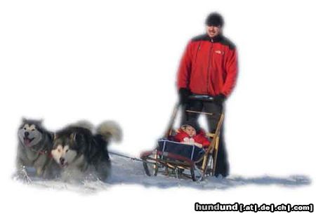 Alaskan Malamute Hunde Foto 18891 in höherer Auflösung ansehen Alaskan Malamute schlittenfahrt mit malamute und klein patricia