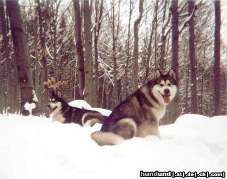 Alaskan Malamute Hunde Foto 18566 Alaskan Malamute Bisha Gee & Dr Watson