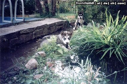 Alaskan Malamute Hunde Foto 9044 Alaskan Malamute BASSA HOW & BISHA GEE ze Snieznych Przestrzeni