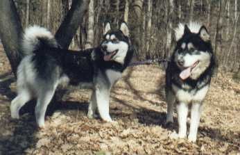Alaskan Malamute Hunde Foto 29668 Alaskan Malamute
