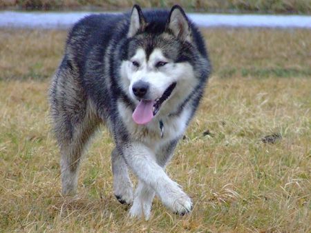 Alaskan Malamute Hunde Foto 36851 in höherer Auflösung ansehen Alaskan Malamute Ch.Pl.DOCTOR WATSON