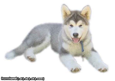 Alaskan Malamute Hunde Foto 17722 in höherer Auflösung ansehen Alaskan Malamute alaskan malamute baby yukon
