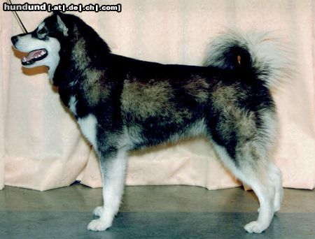 Alaskan Malamute Hunde Foto 3644 Alaskan Malamute Inuyak Alaskan Malamutes