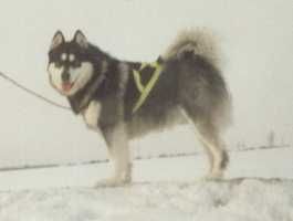 Alaskan Malamute Hunde Foto 29667 in höherer Auflösung ansehen Alaskan Malamute
