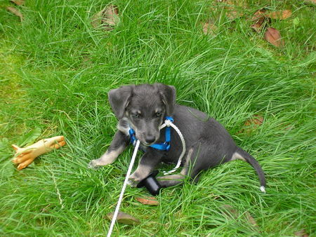 Alpenländische Dachsbracke Hunde Foto 35118 Alpenländische Dachsbracke gibsy 14 wochen alt