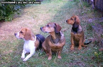 Alpenländische Dachsbracke Lola, Brutus und Fenja