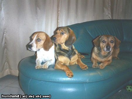 Alpenländische Dachsbracke Hunde Foto 16303 in höherer Auflösung ansehen Alpenländische Dachsbracke 3er Pack II