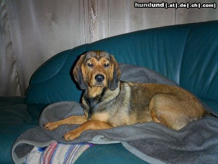 Alpenländische Dachsbracke Hunde Foto 16301 in höherer Auflösung ansehen Alpenländische Dachsbracke Fenja, 4 1/2 Monate alt