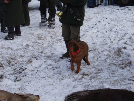 Alpenländische Dachsbracke Nach erfolgreicher Jagd