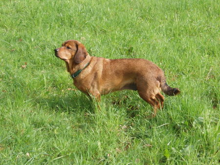 Alpenländische Dachsbracke 1.Mai 2006