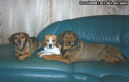 Alpenländische Dachsbracke Brutus Beagle Lola und Fenja