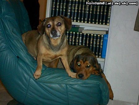 Alpenländische Dachsbracke Brutus und Fenja