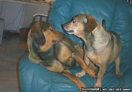 Alpenländische Dachsbracke Fenja und Brutus 