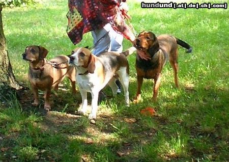 Alpenländische Dachsbracke Hunde Foto 22663 in höherer Auflösung ansehen Alpenländische Dachsbracke