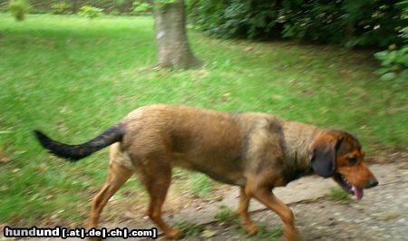 Alpenländische Dachsbracke Hunde Foto 22664 in höherer Auflösung ansehen Alpenländische Dachsbracke